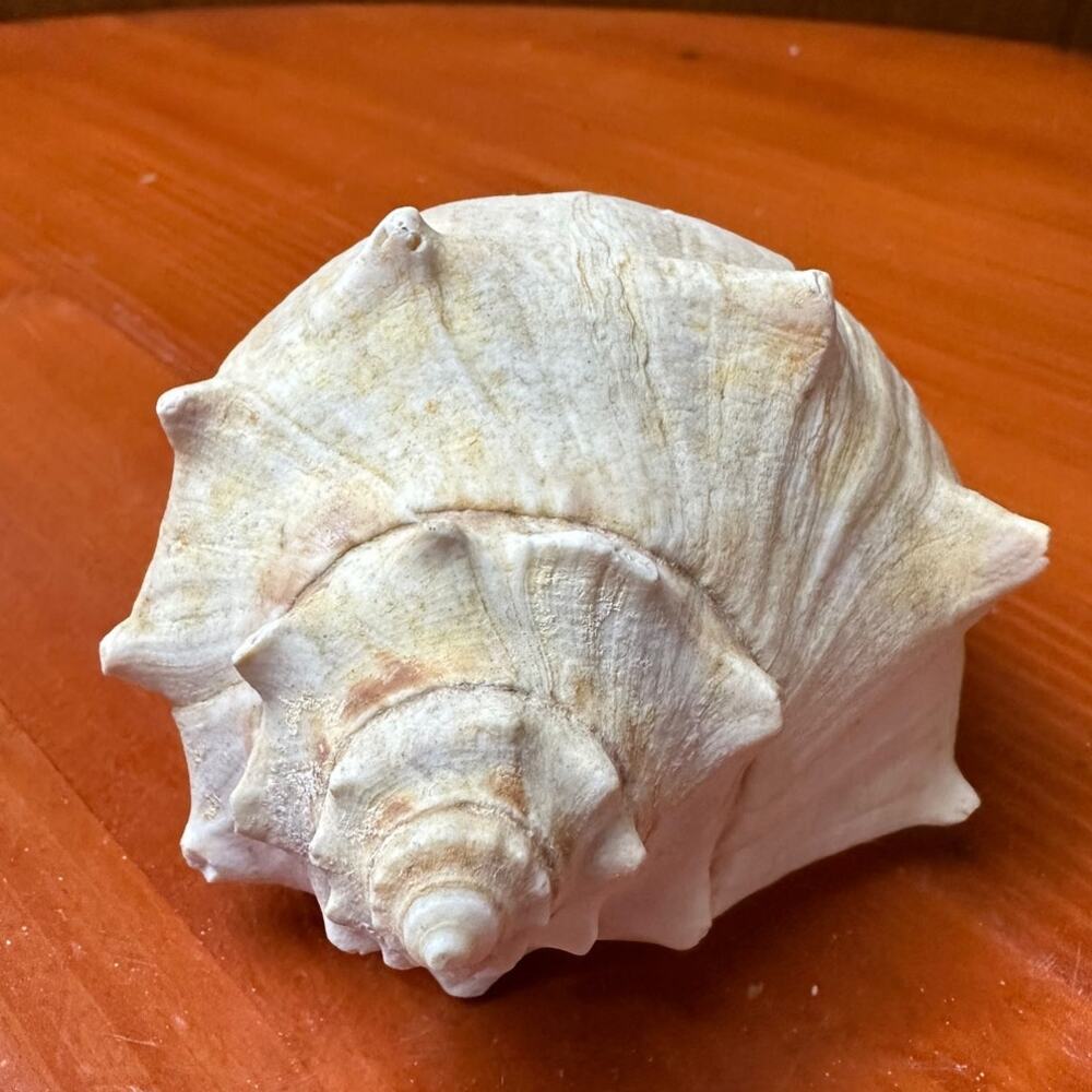Right Handed Conch Shell - Picture 3 of 6